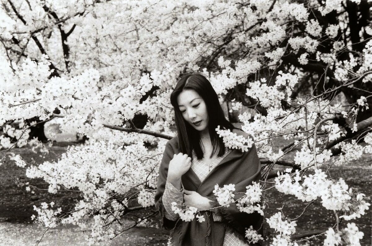 Традиционный образ Японии - это сакура, японская вишня. Фотограф Нобуёси Араки. Источник: https://cameralabs.org/8775-nobujosi-araki-odin-iz-samykh-znamenitykh-i-epatazhnykh-fotografov-v-mire