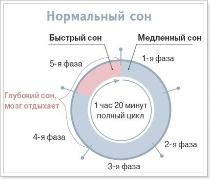 Рисунок №1. "Фазы сна".