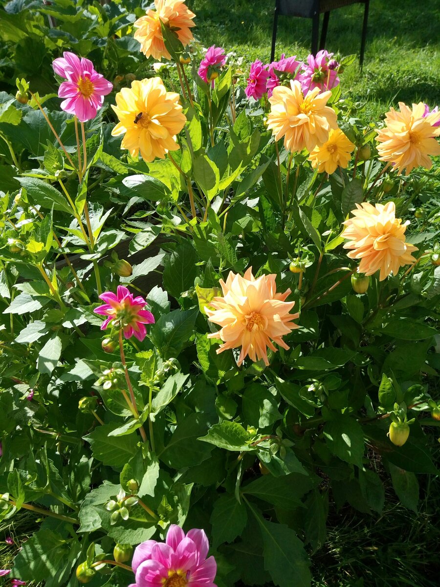 клумба из смеси клубневых георгинов