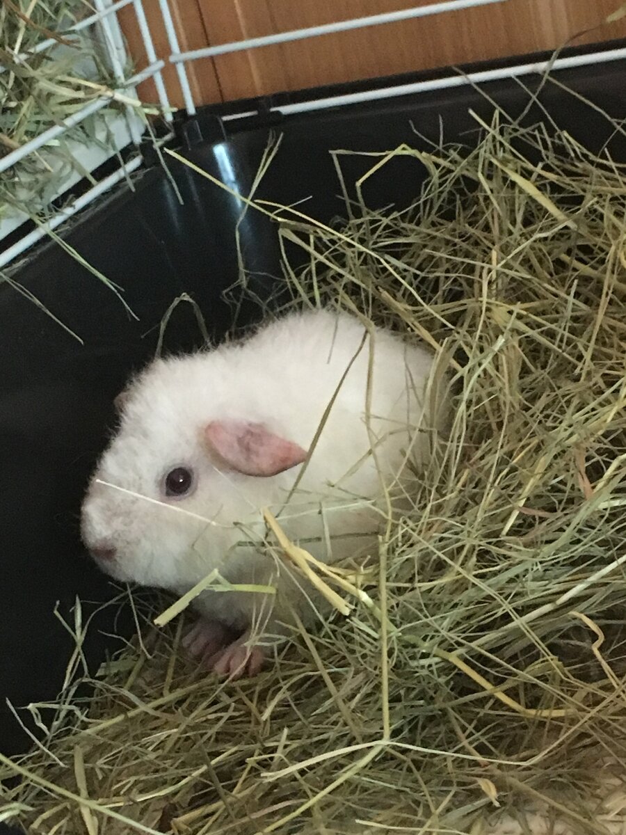 Здесь Снежку чуть больше месяца