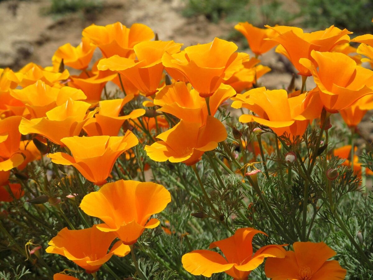 Eschscholzia californica эшшольция Калифорнийская