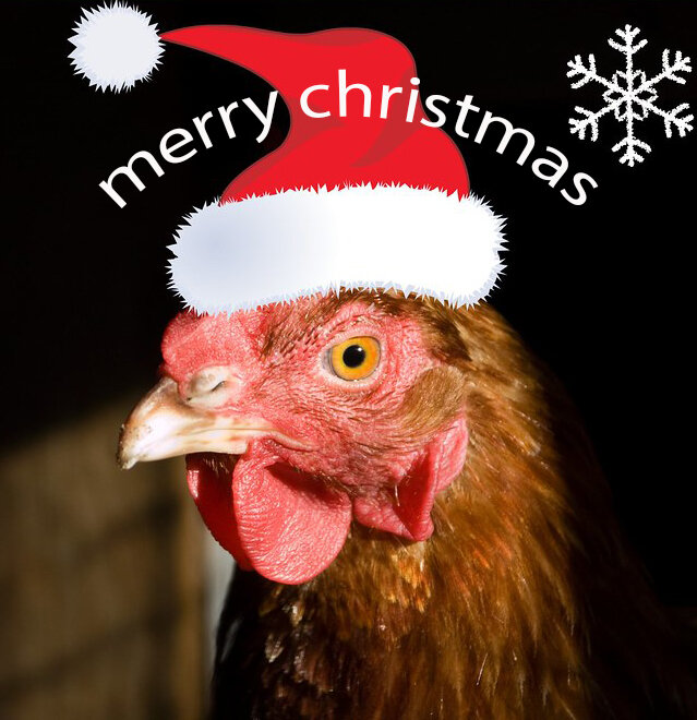 Это не шутка! У кур есть свое рождество и оно сегодня!