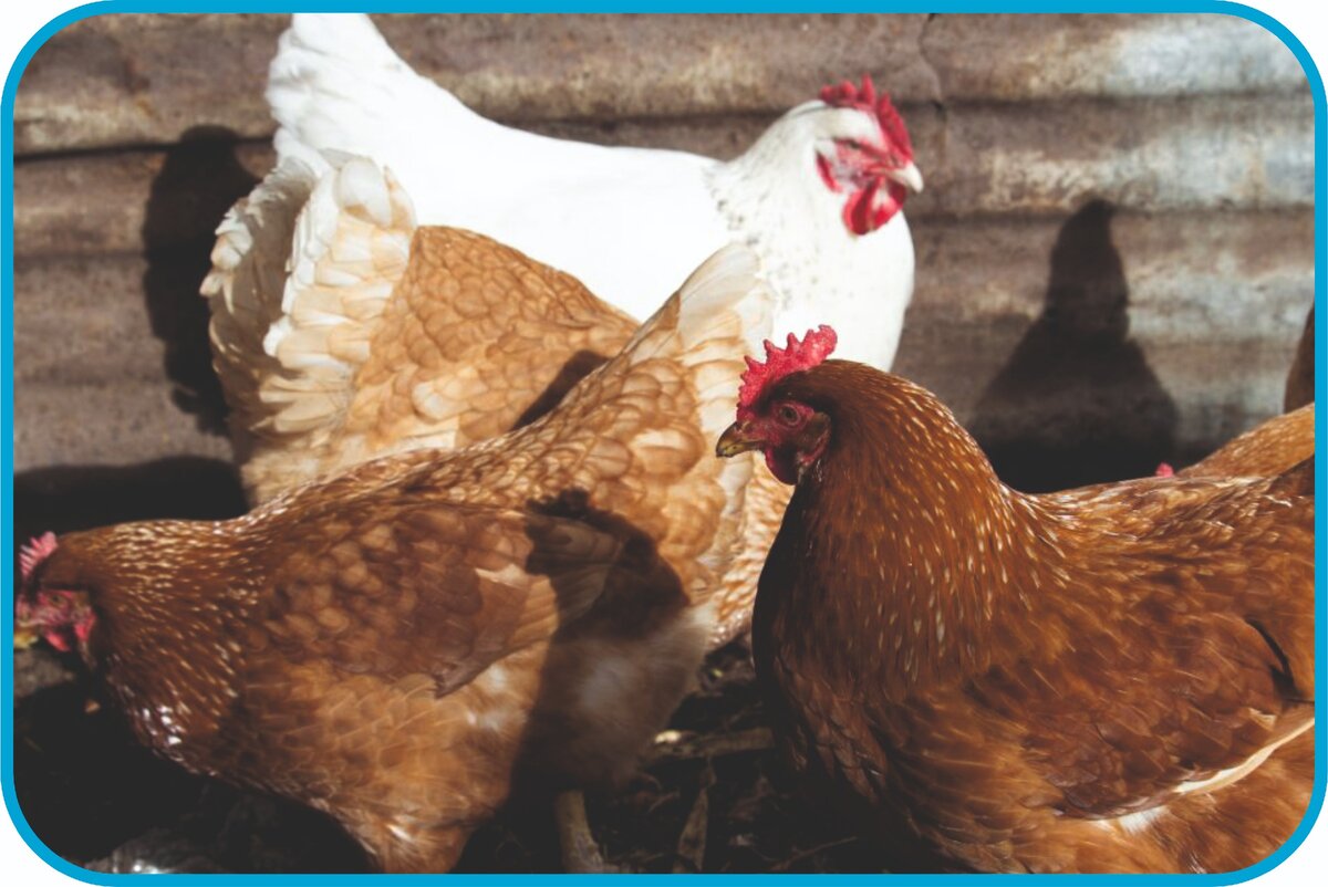 Хайсек браун и хайсек уайт.