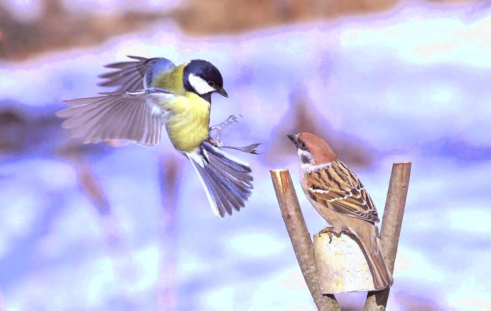 Синица атакует... Яндекс картинки