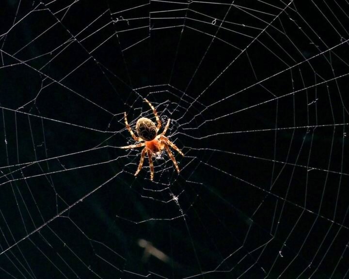 фото из открытых источников