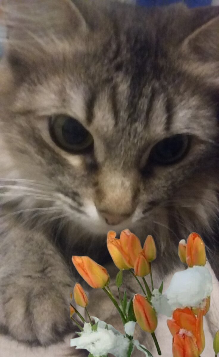 Цветы вам от Милюши