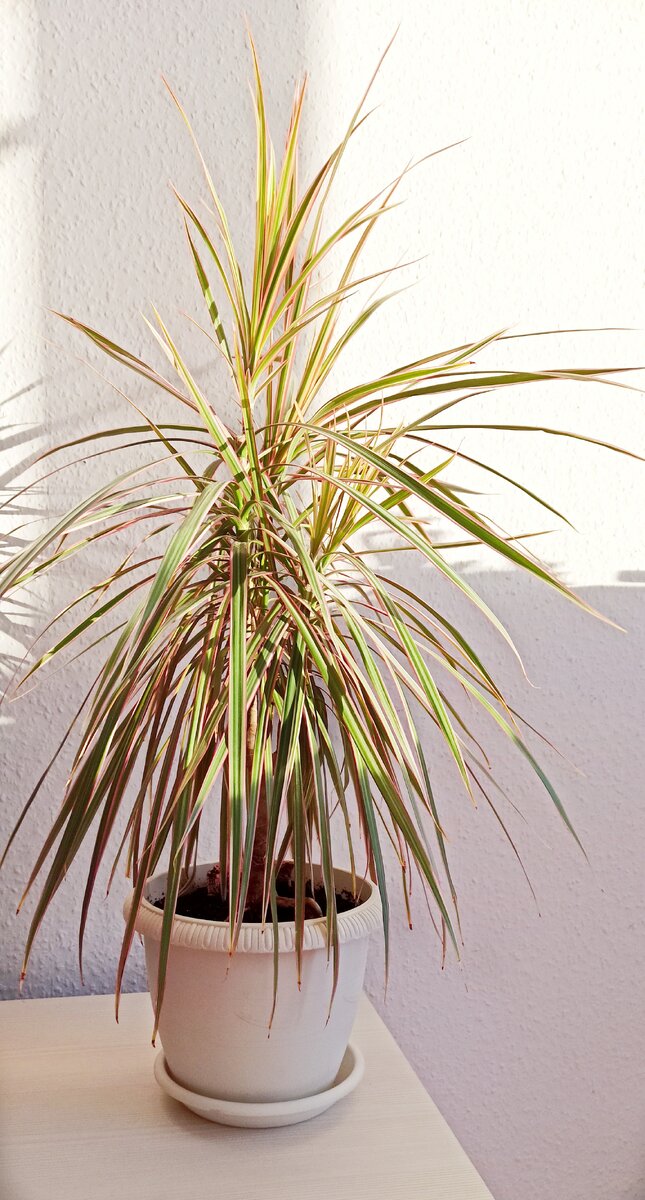 драцена после обрезки