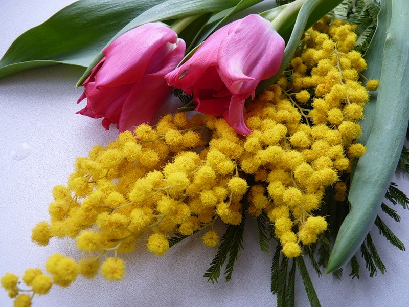 Желтые цветы которые дарят на 8. Пижма Мимоза. Мимоза тюльпаны подснежники.