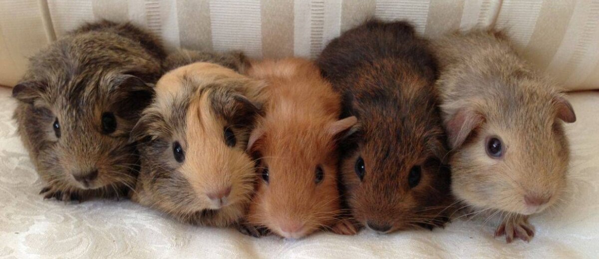 2021, март - на фотке количество юзеров кто пытается заработать на фрилансе...