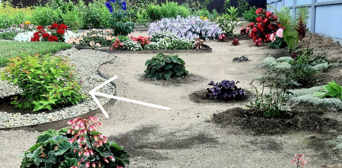 Моя спирея летом