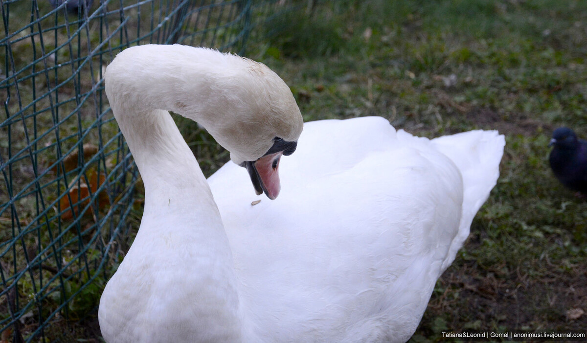 Рожденный летать 