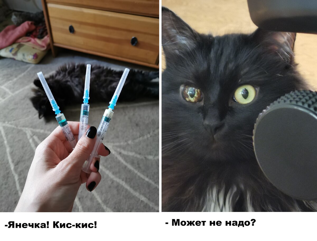 Как правильно сделать укол кошке в холку? 🐱