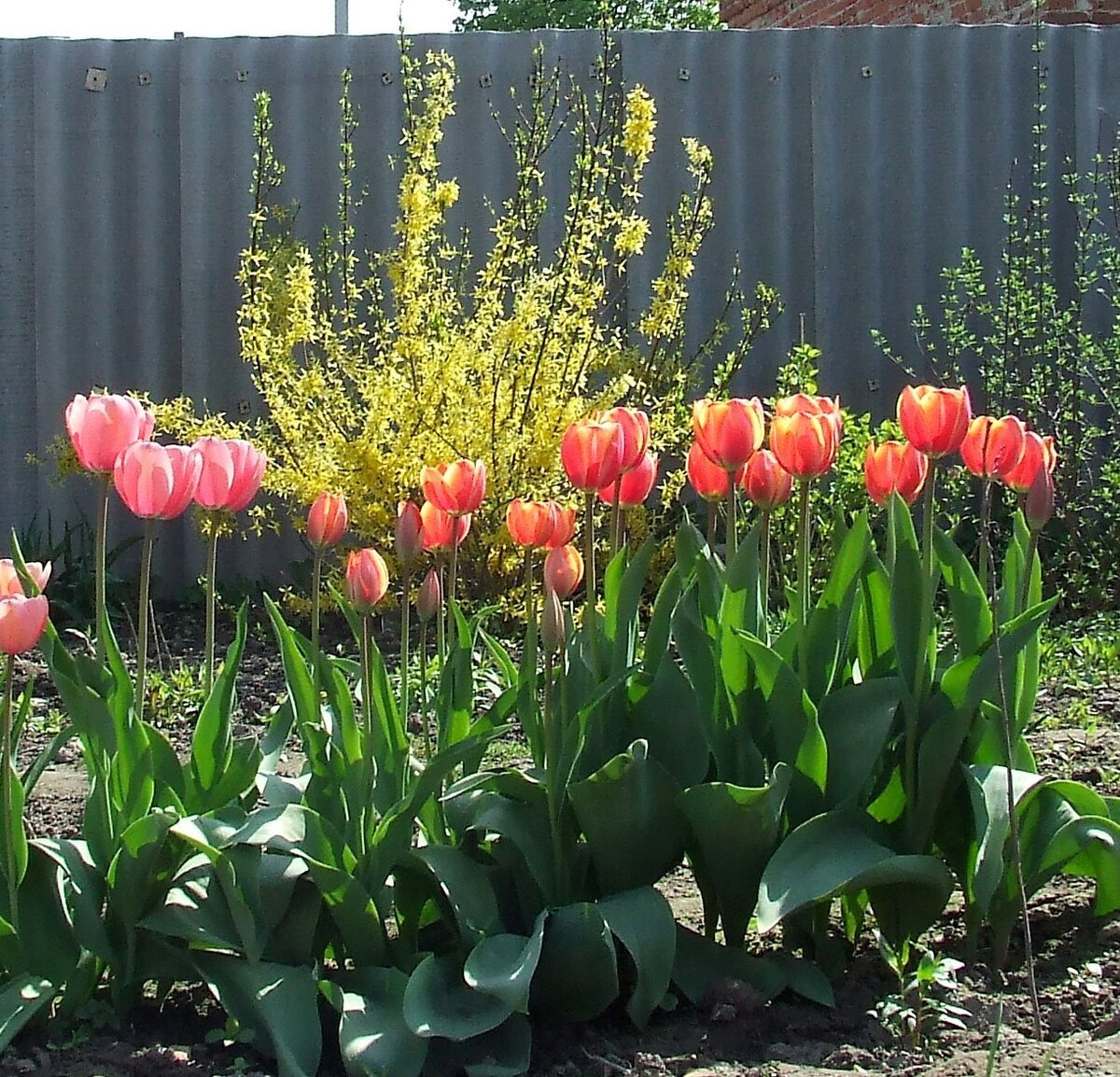 Форзиция и тюльпаны Эрик Хофсью