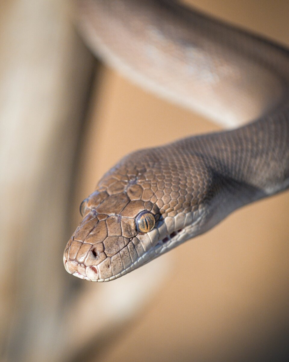 23 забавных и интересных факта о змее. | Калейдоскоп мира | Дзен