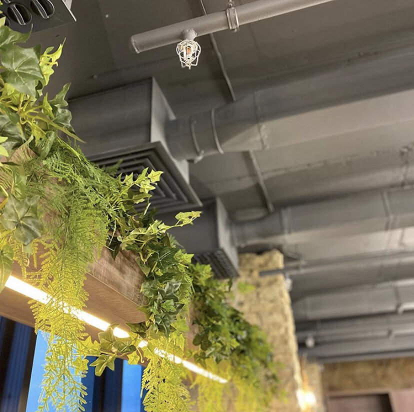 Примеры размещения растений под потолком