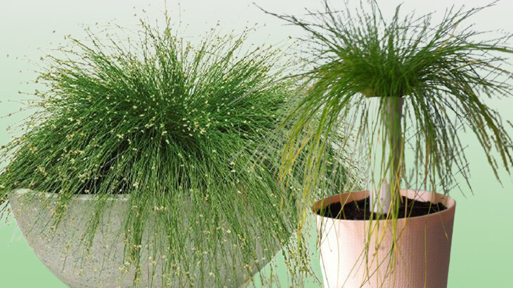 сцирпус - комнатный камыш