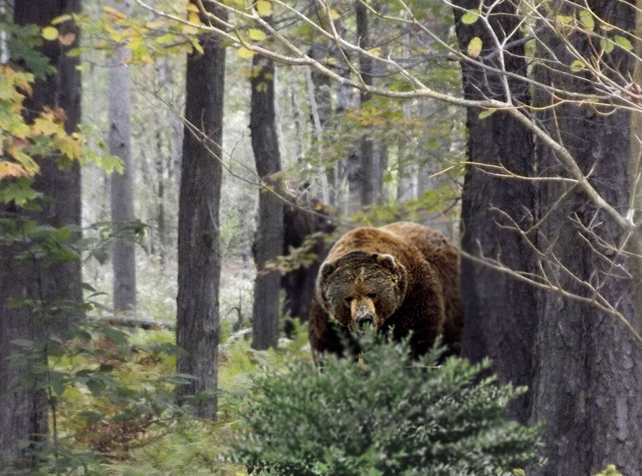 Нападение лесу. Бурый медведь Уссурийская Тайга. Бурый медведь в тайге. Медведь в лесу.