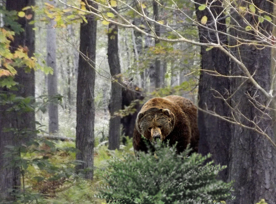 Большой медведь в лесу