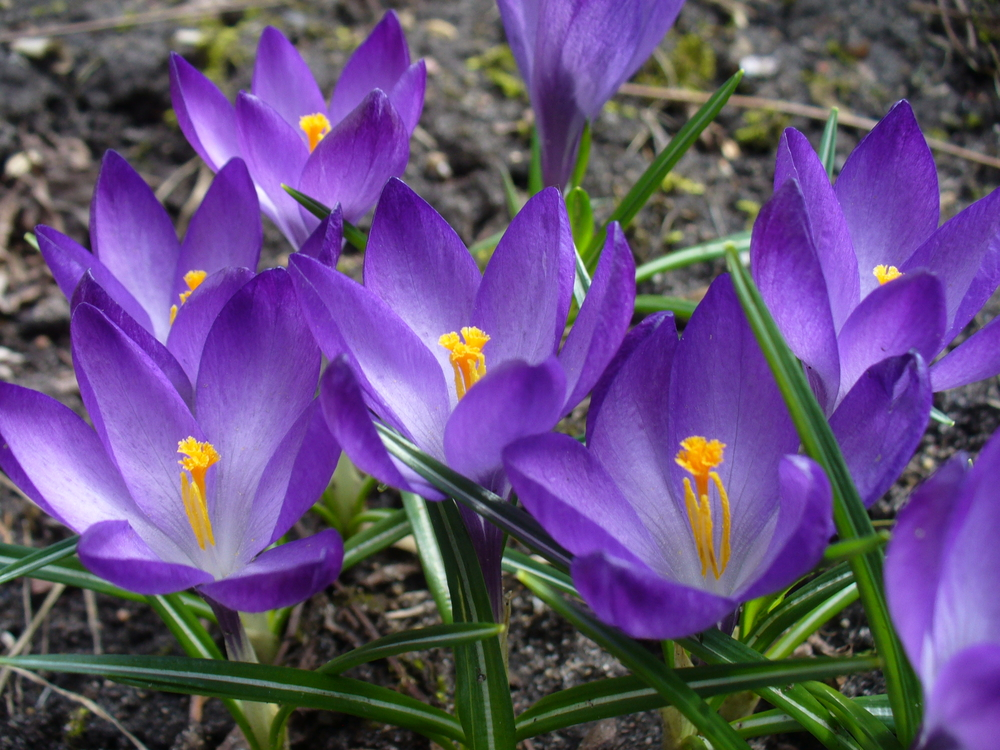 Фото: https://photogenica.ru/zoom/PHX10147712/