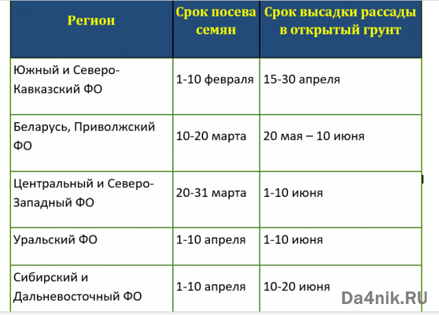 В каком месяце сажают помидоры на рассаду