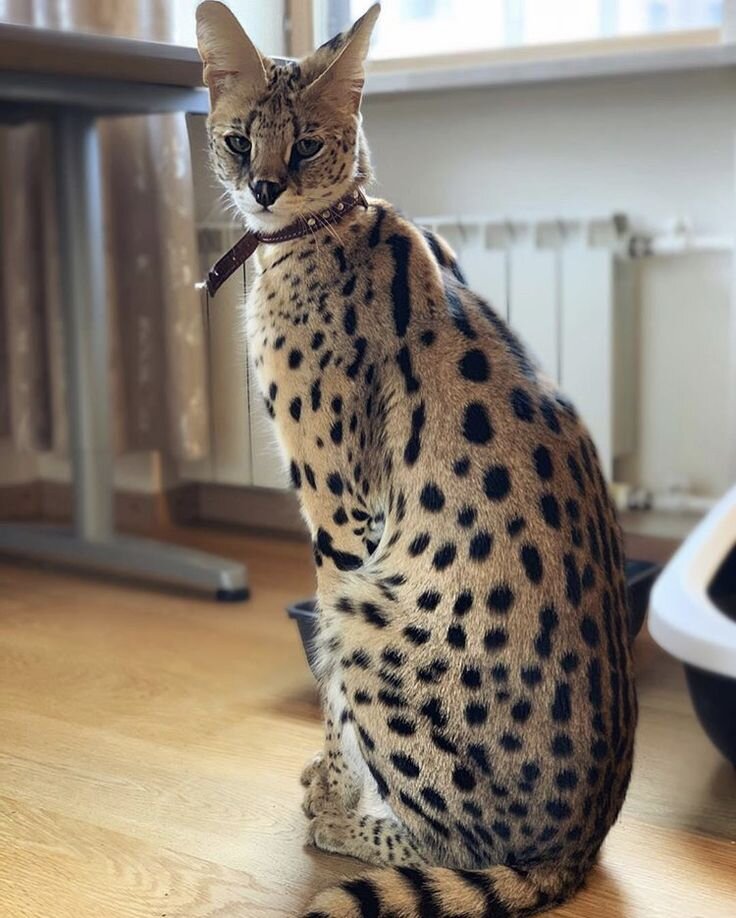 Мейн-кун – король среди кошек