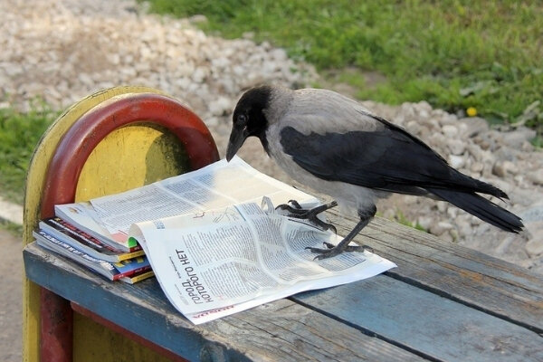 Ворона читает :-)