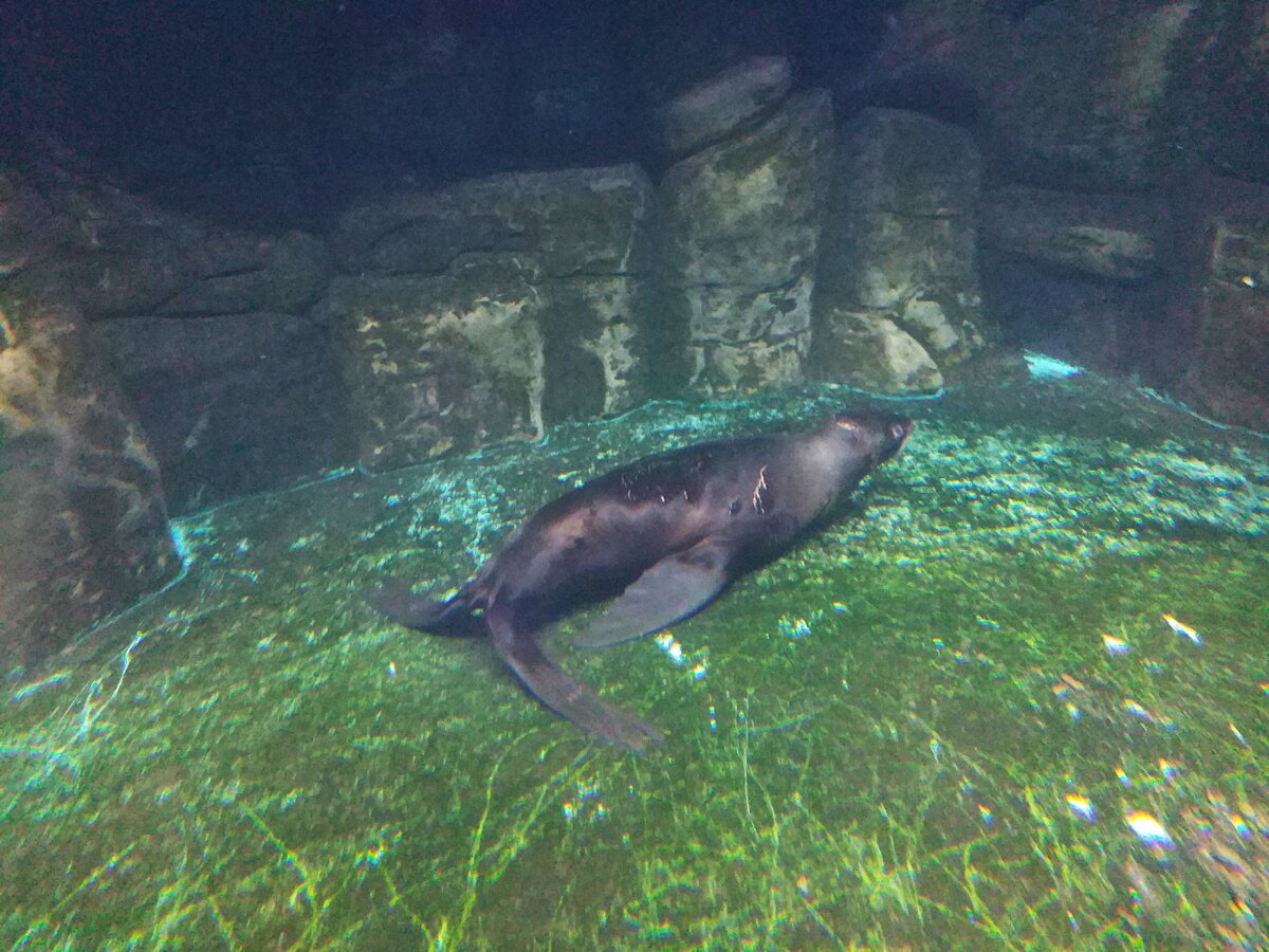 Третье место моих симпатий - северный морской котик. Прогулка моя. Фото моё.