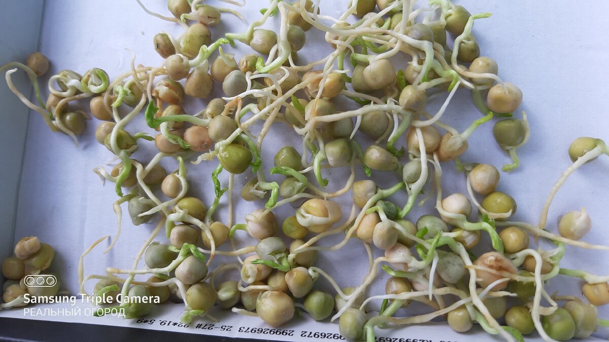 Дружное прорастание. Фото автора.