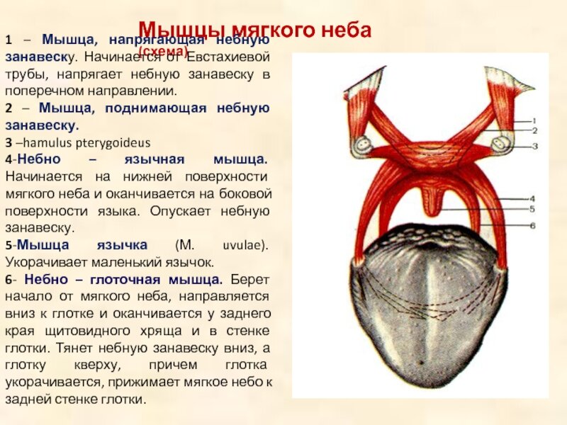 Мягкое нёбо: изображения без лицензионных платежей