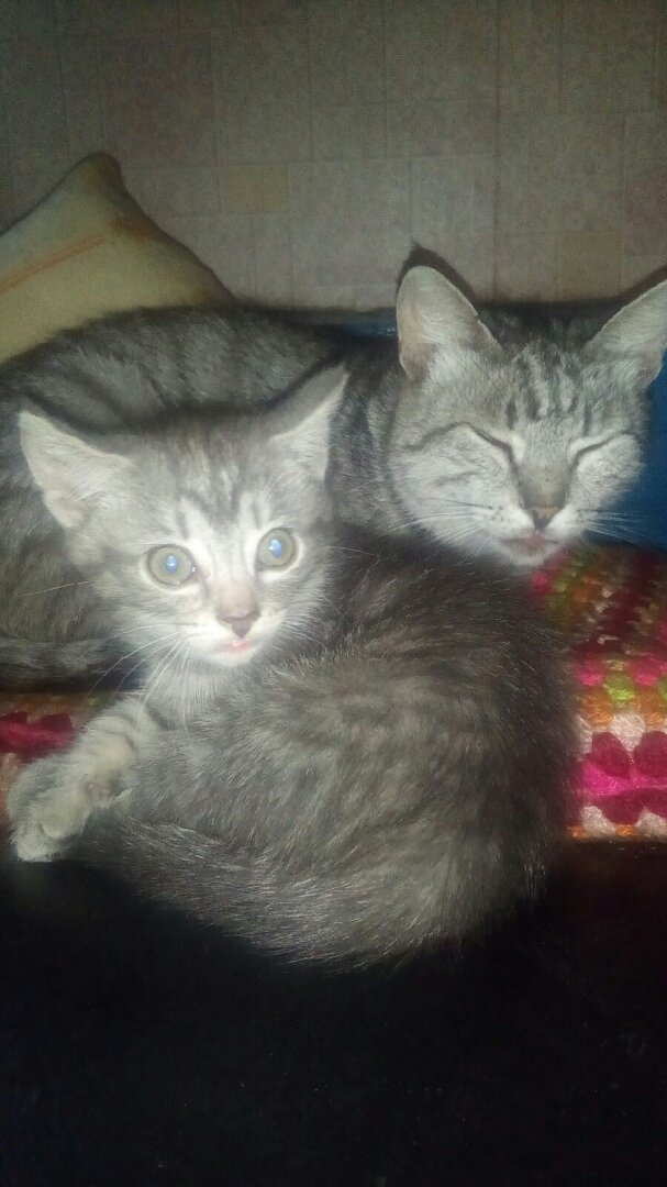 Буся и Матильда