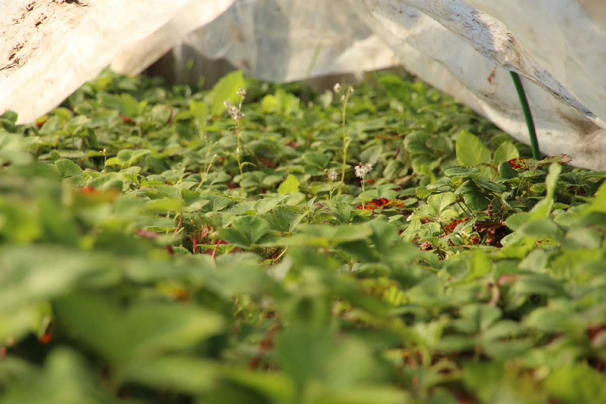 Обязательно мульчируйте почву (источник фото: https://clck.ru/Uduuq)