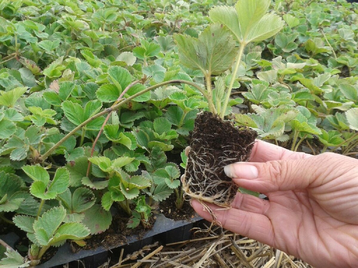 Розетки проросшие в стаканчиках (источник фото: https://clck.ru/Udv4X)