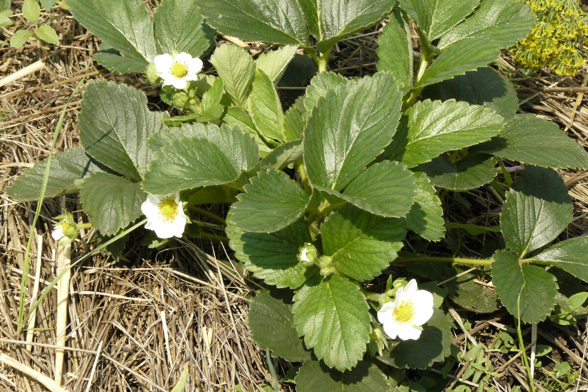На приподнятой грядке земляника растет плохо, а под соломой отлично
