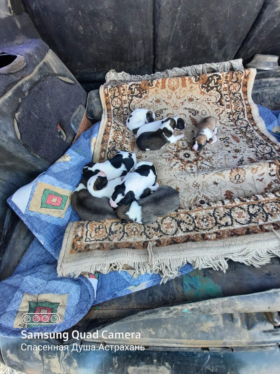 щенки Маши. Уже пристроены