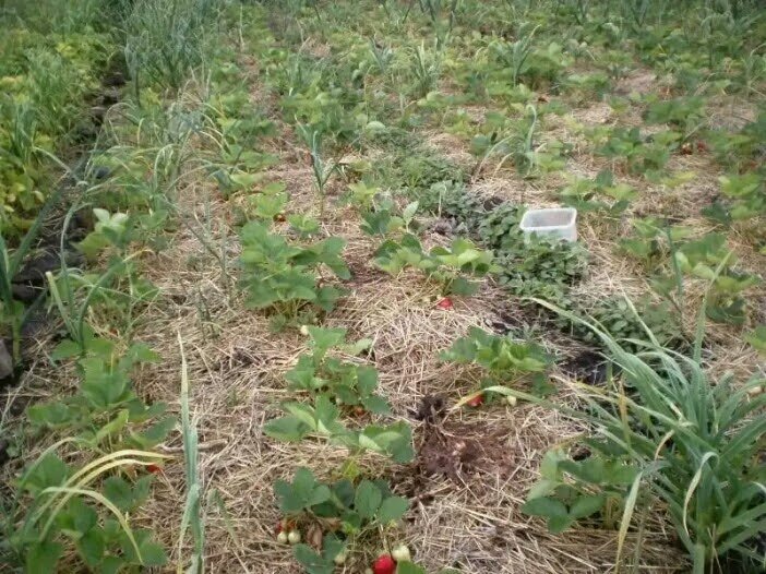 Как мы повысили урожайность клубники: научили 4 методам агротехники. Век живи, век учись