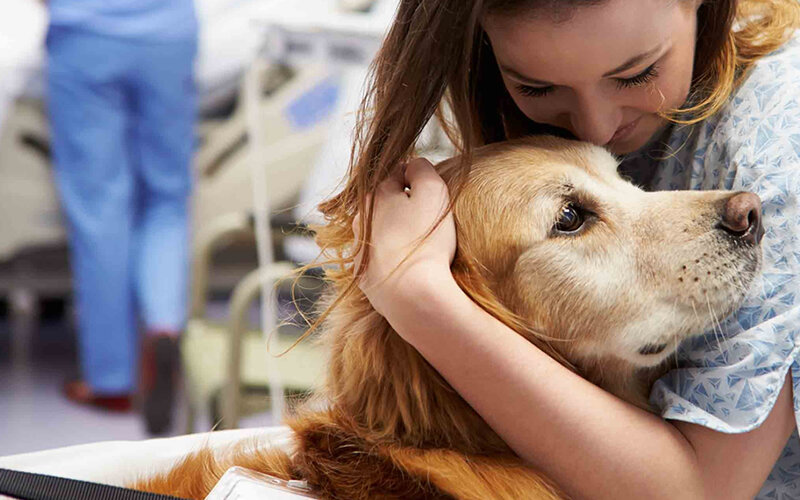 Собаки-терапевты, работающие с тяжелобольными, порой творят настоящие чудеса. Но как понять, нравится ли им такая работа? Фото wagwalking.com