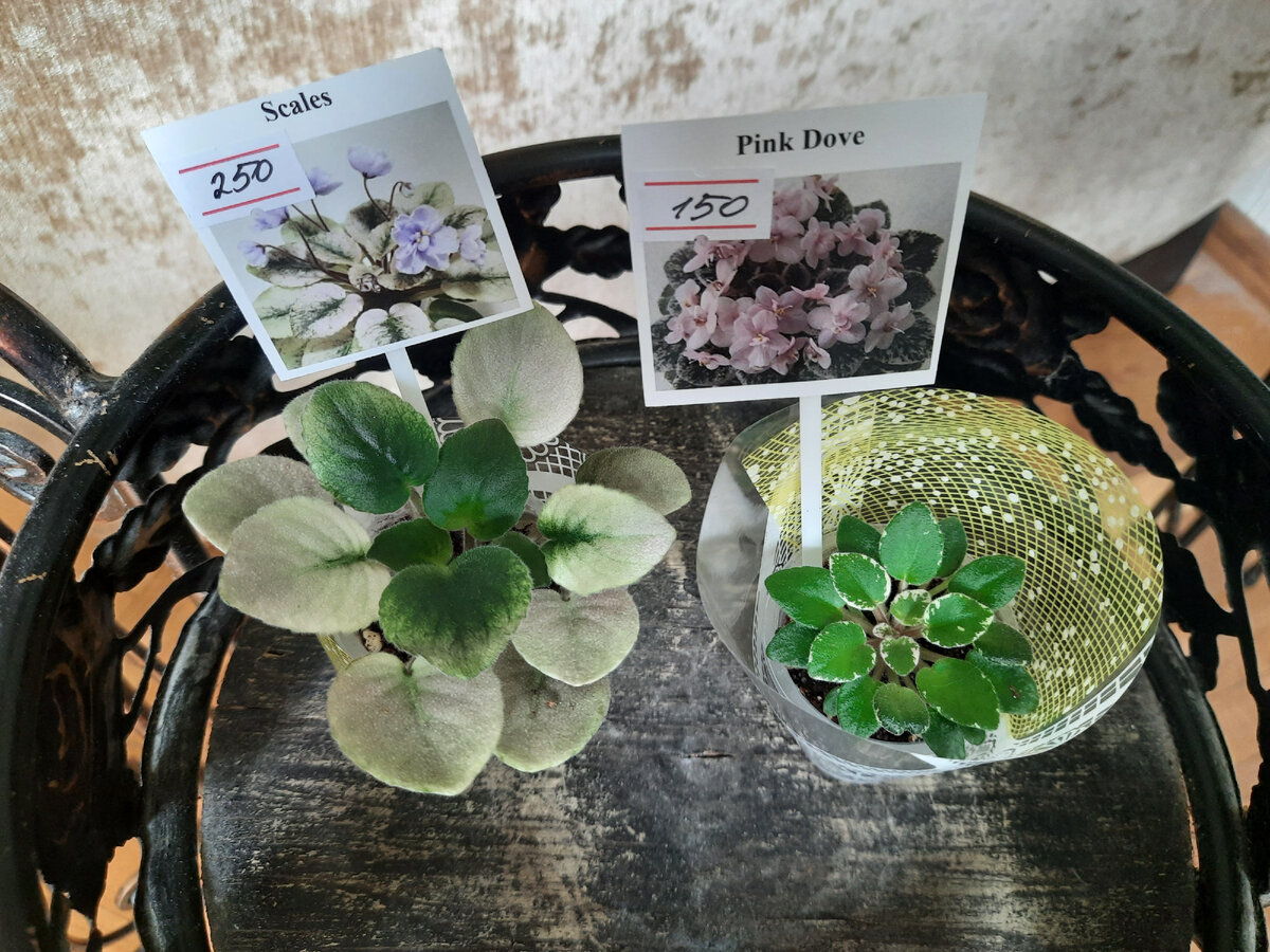 Фиалка кардамон