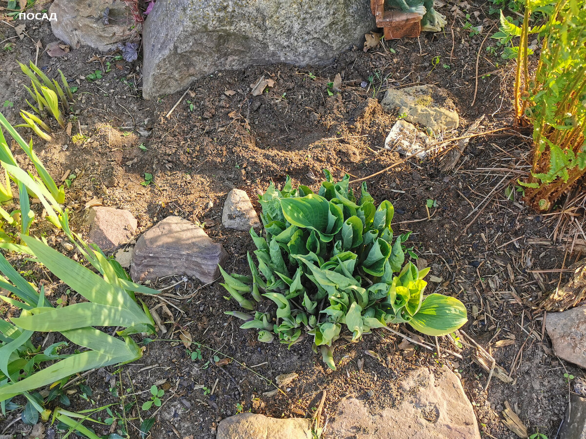 А хостам и ирисам - просторно.