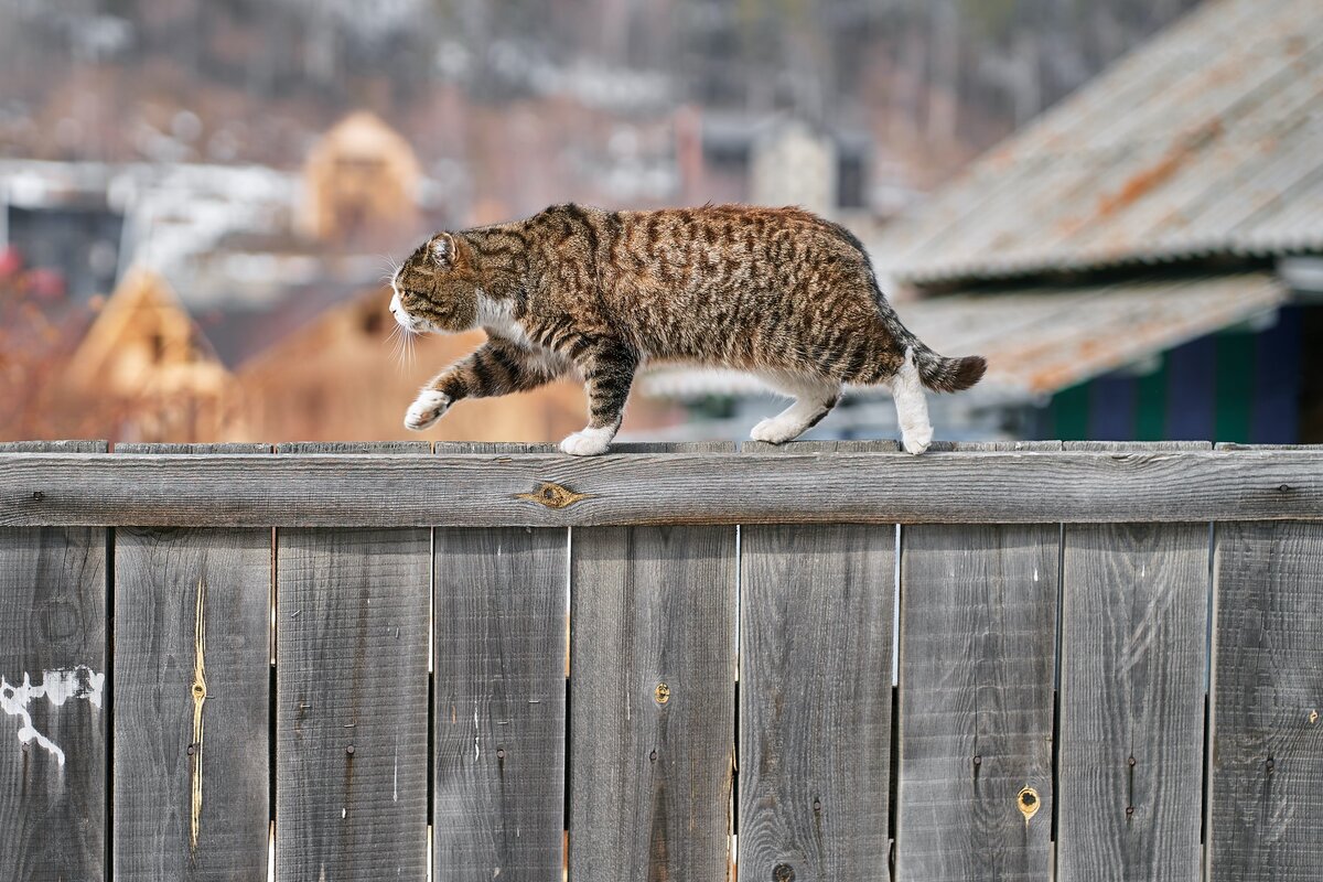 Деревенский кот ))