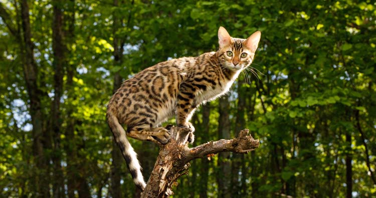Бенгальская кошка
