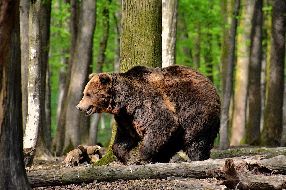 Бурый медведь в весеннем лесу, фото https://pixabay.com/ru/