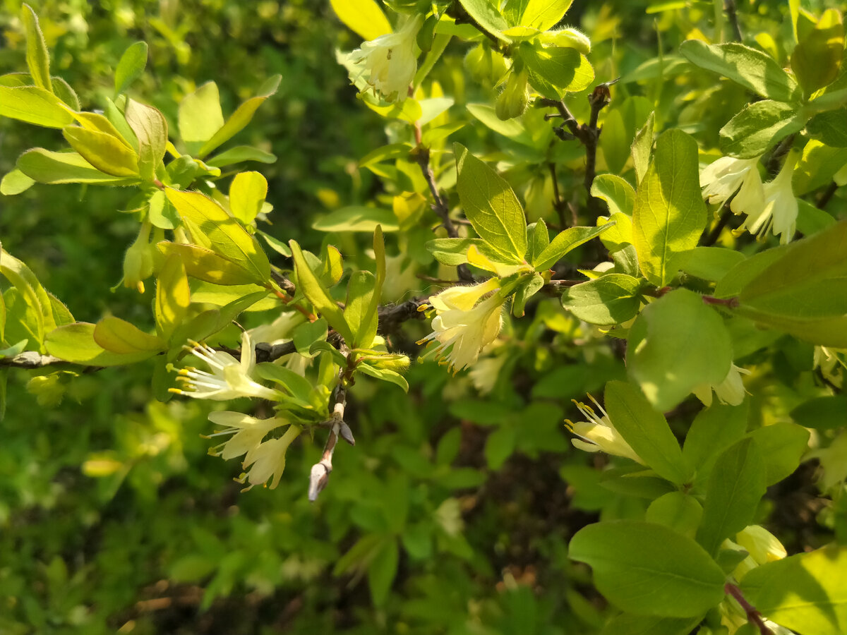 Жимолость в цвету в Сибири. 16 мая.  