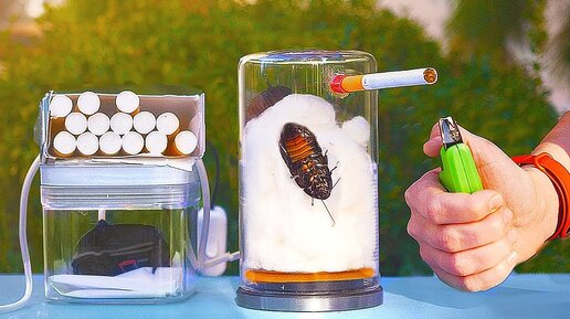 WHAT HAPPENS IF A COCKROACH SMOKES 20 CIGARETTES | SlivkiShow EN