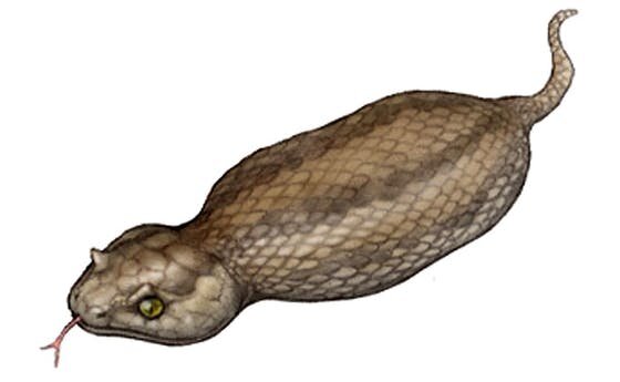 Tsuchinoko. Фото из свободных источников интернета