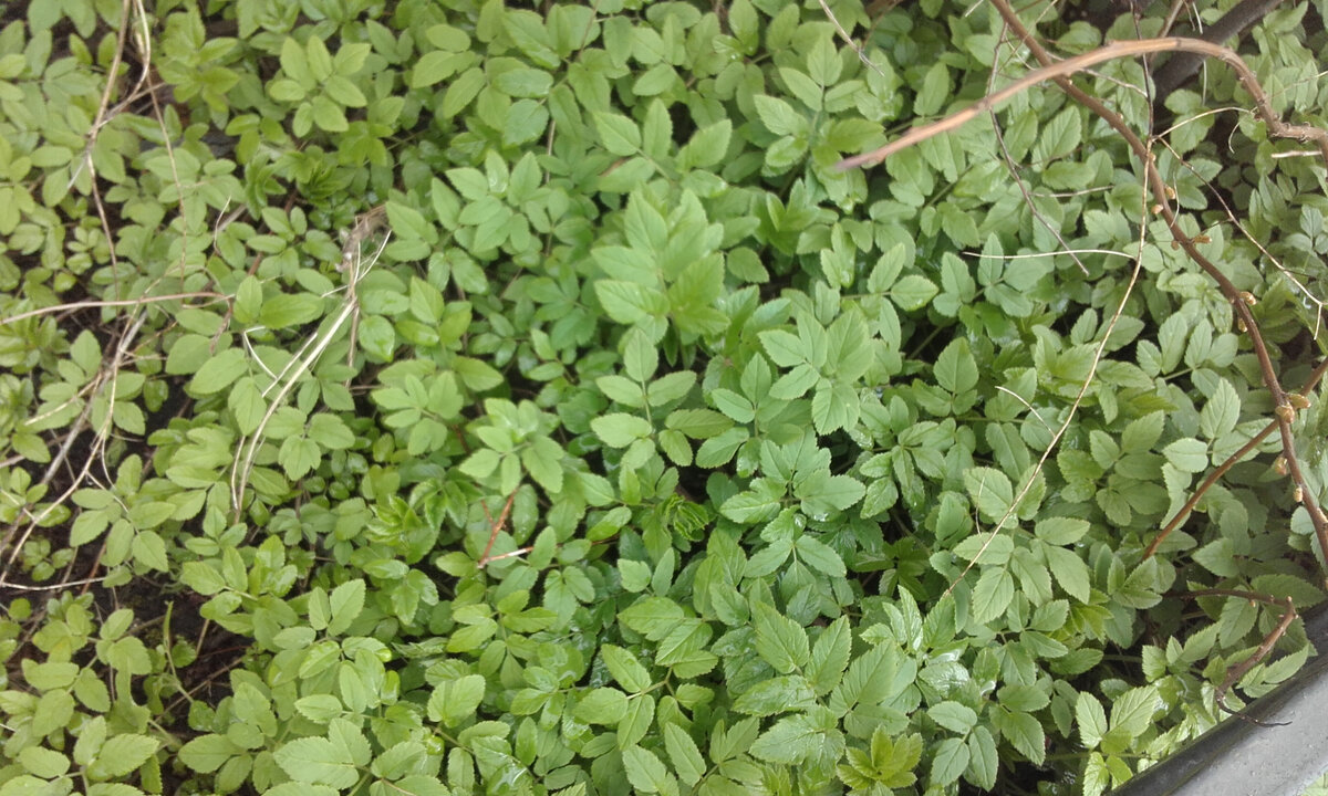 Фото в галерее сделаны автором. Вот такой ковёр из сныти