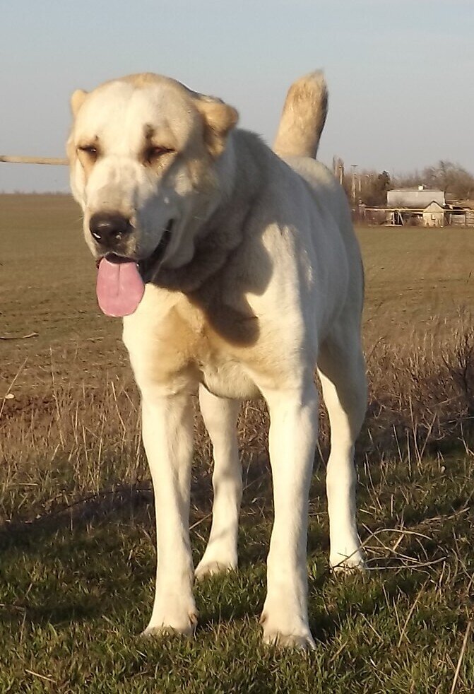 Прекрасно физически развитая и выносливая. Фото уже в Крыму.