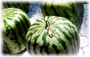 Арбузы знакомы всем с детства. Каждый ребенок, да и взрослый скажет вам, что арбуз – это круглый зеленый фрукт, ну или ягода, с красной сочной мякотью. Оказалось, все не так просто, и если вдруг вы увидите на прилавке ближайшего супермаркета квадратное чудо, по остальным признакам похожее на арбуз, не торопитесь бить тревогу, с вами все в порядке. Как вырастить квадратный арбуз, придумал один пытливый селекционер, причем уже много лет назад.