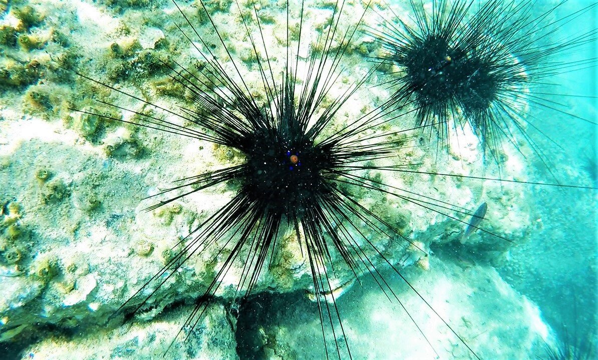 Огненный морской еж: характеристики и особенности