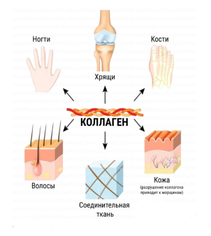 Пролин. Как запустить синтез коллагена в организме? | GLS Pharmaceuticals.  Витамины, аминокислоты, БАДы. | Дзен