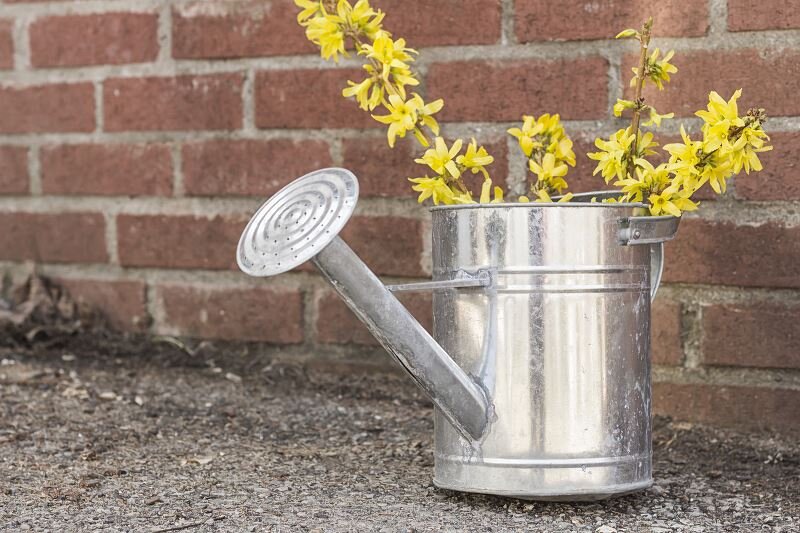 Полив форзиции. Иллюстрация для статьи используется с сайта vasha-teplitsa.ru